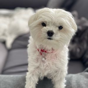 Meet your Posher, Annie